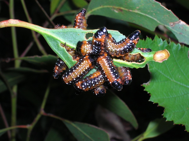 Caterpillars in a clump