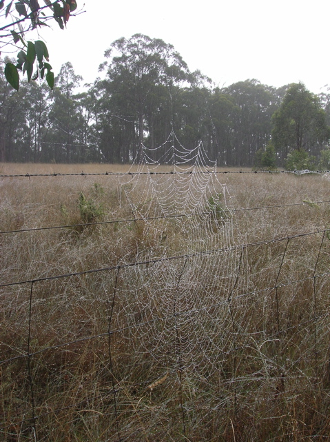 misty morning spider web