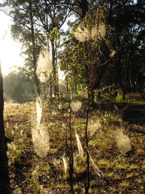 Tree with many spider webs