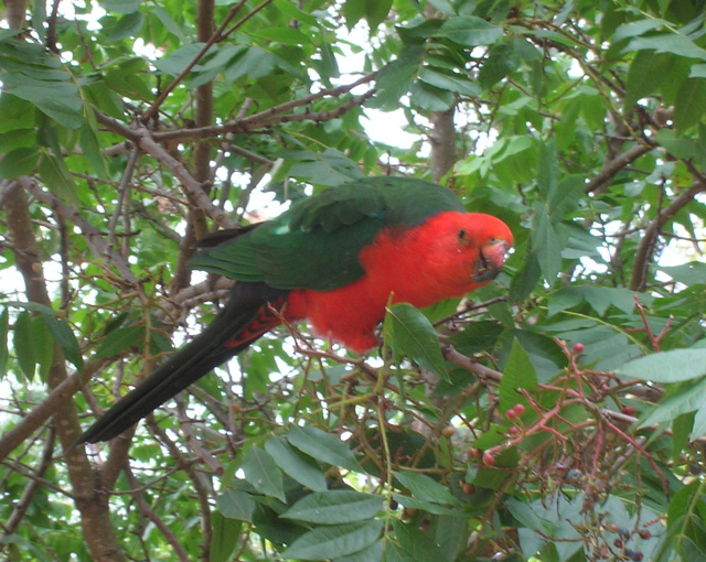 King parrot - male